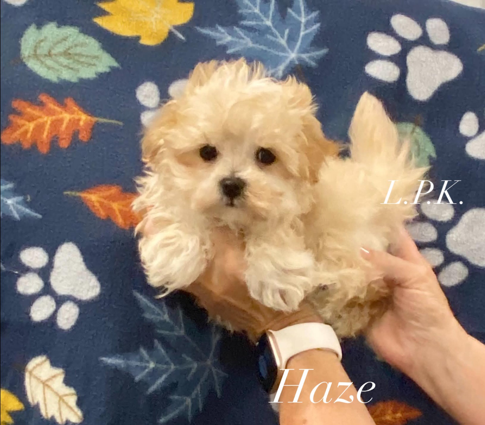 Haze, an available Maltipoo
