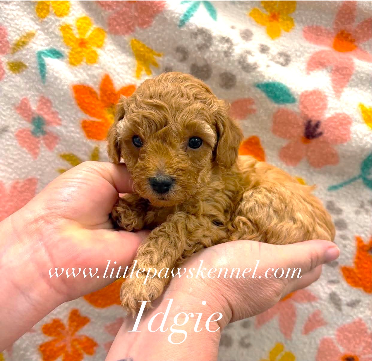 Idgie, an adopted Toy Poodle