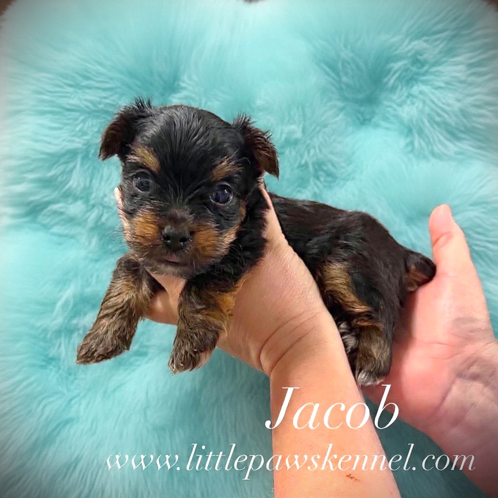 Jacob, an available Yorkshire Terrier