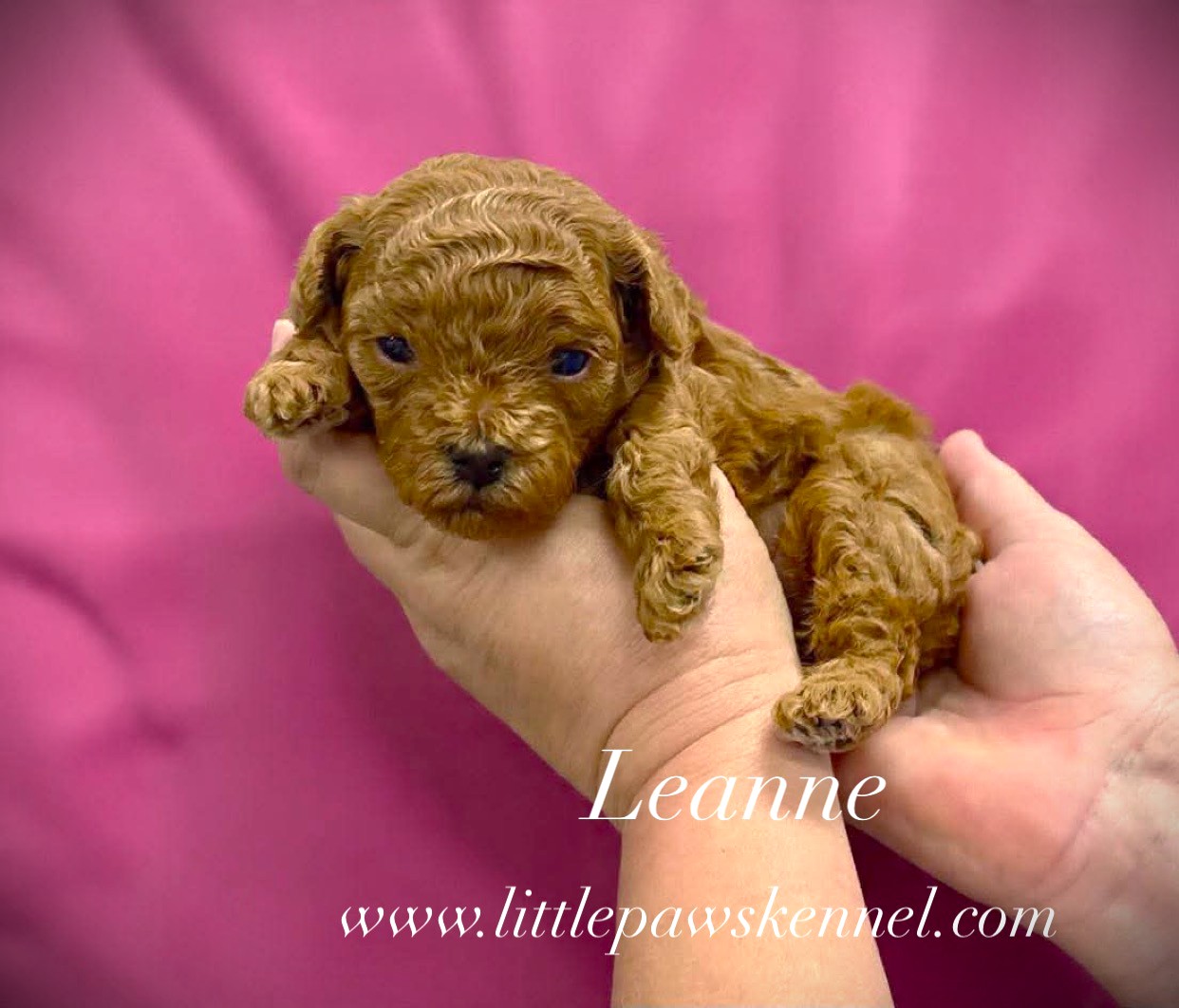Leanne, an available Toy Poodle