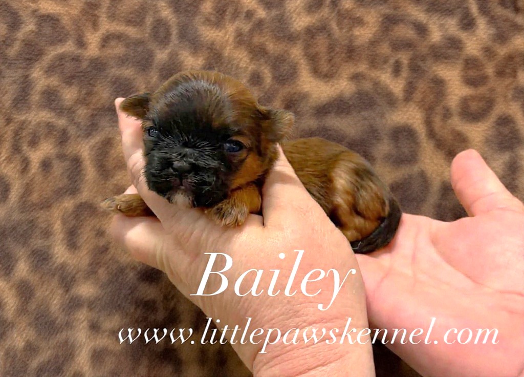Bailey, an available Malshi