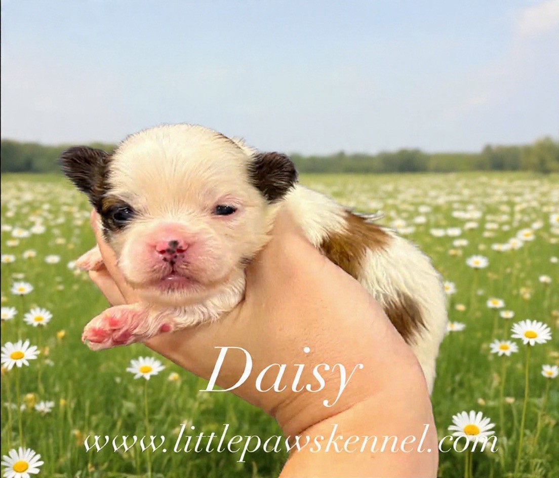 Daisy, an available Malshi