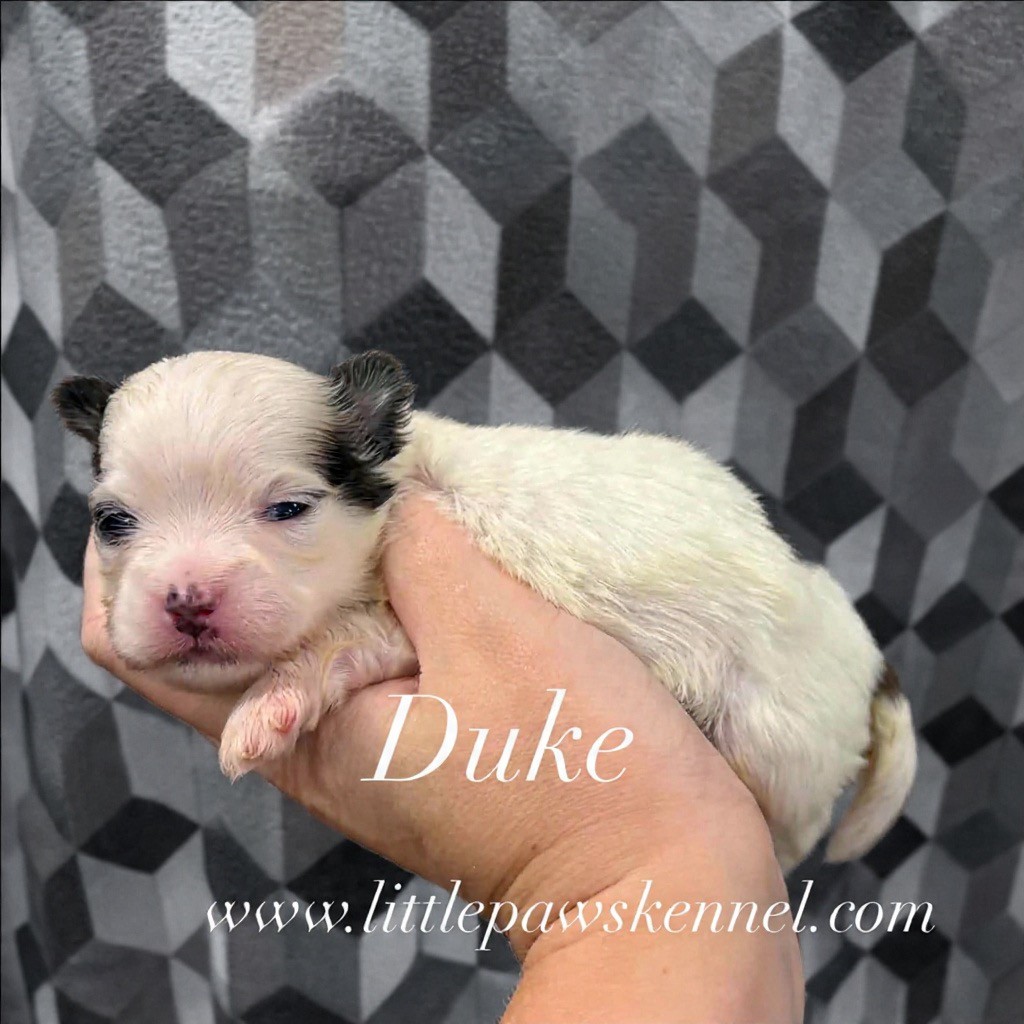 Duke, an available Malshi