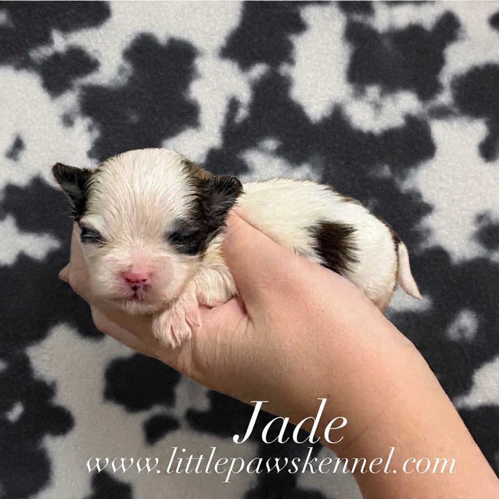 Jade, an available Malshi
