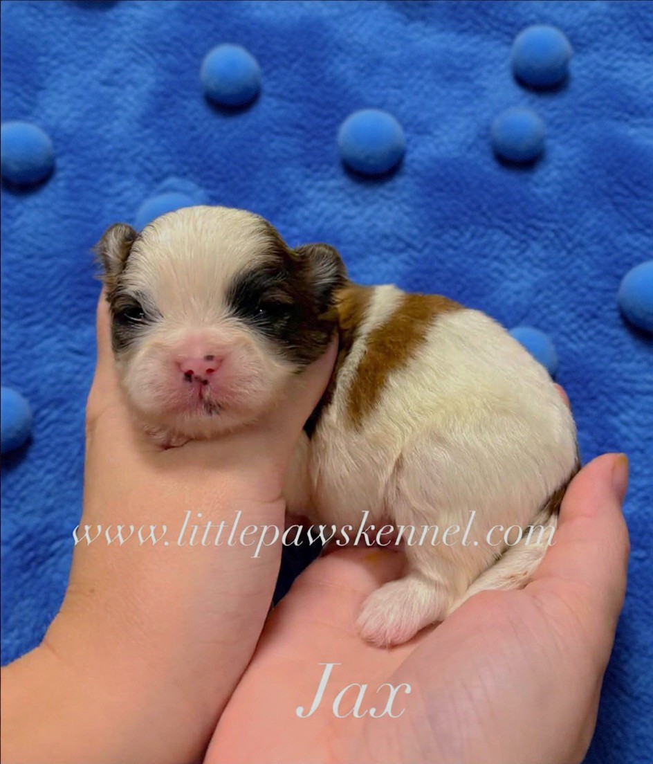 Jax, an available Malshi