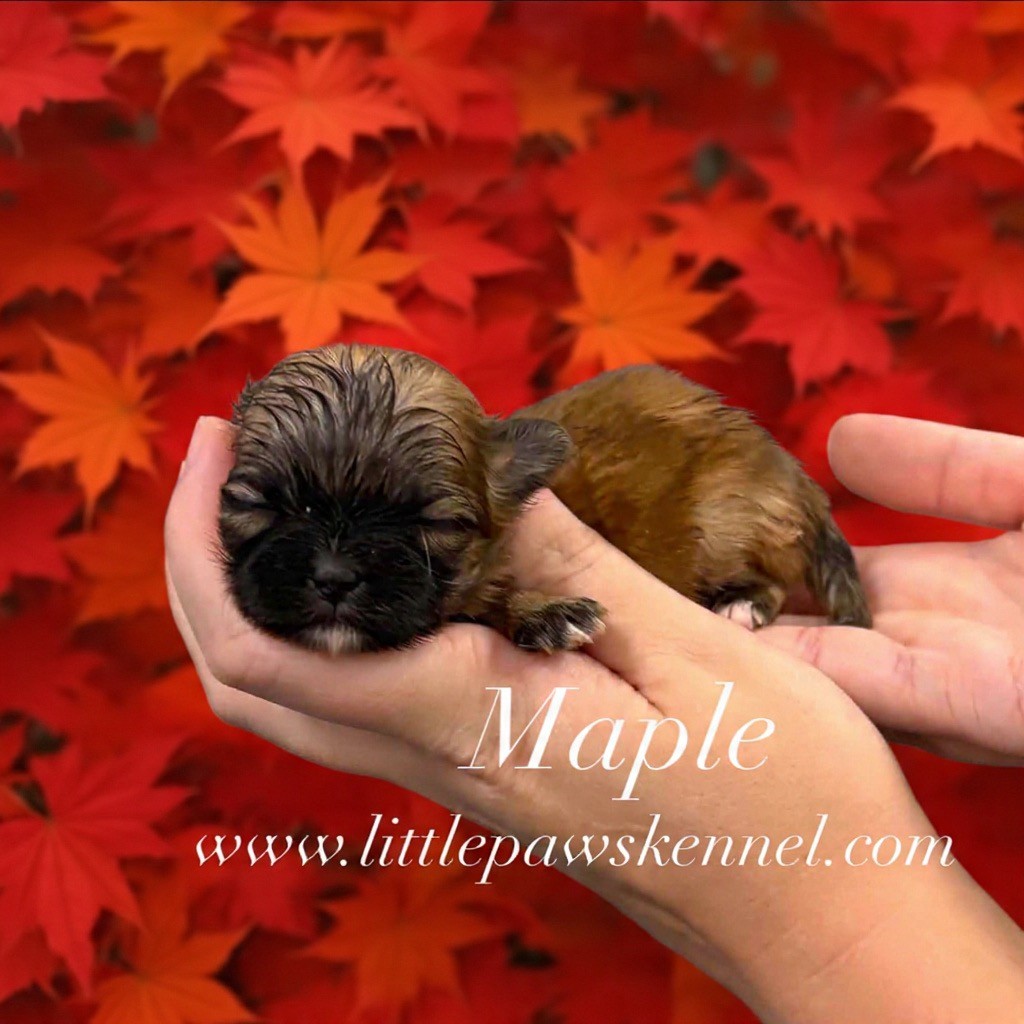 Maple, an available Malshi