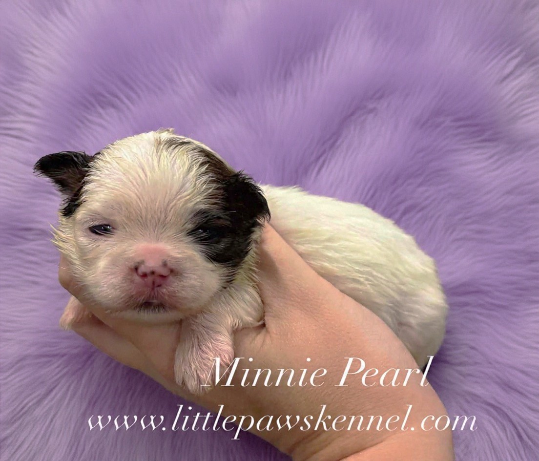 Mini Pearl, an available Malshi