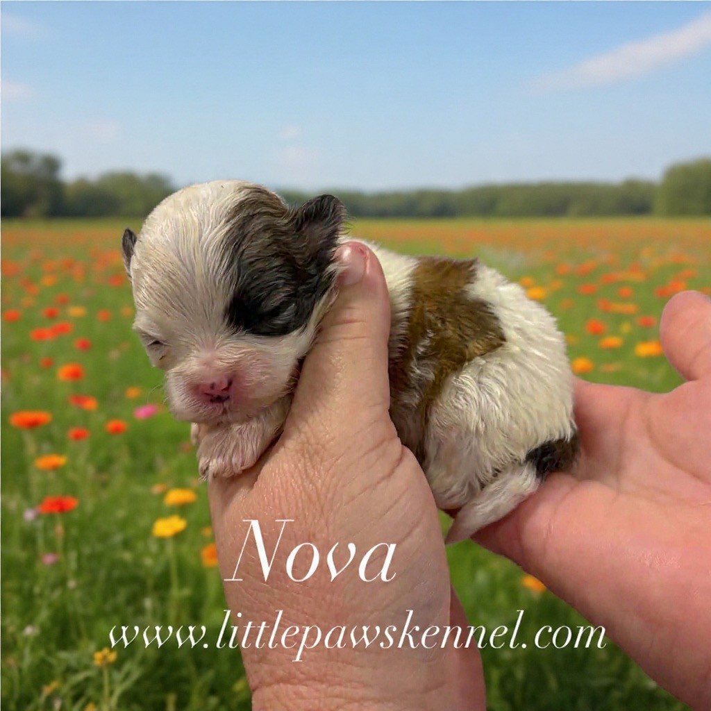 Nova, an available Malshi