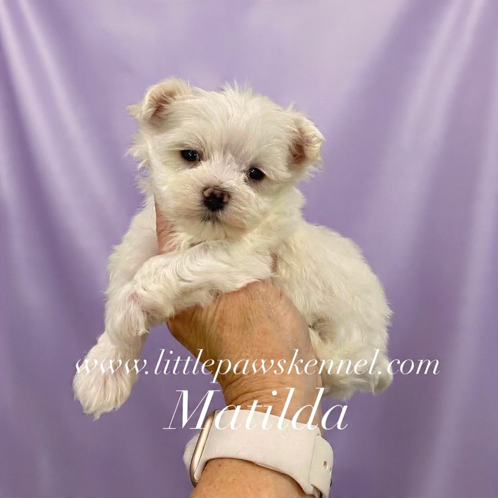 Matilda, an available Maltese