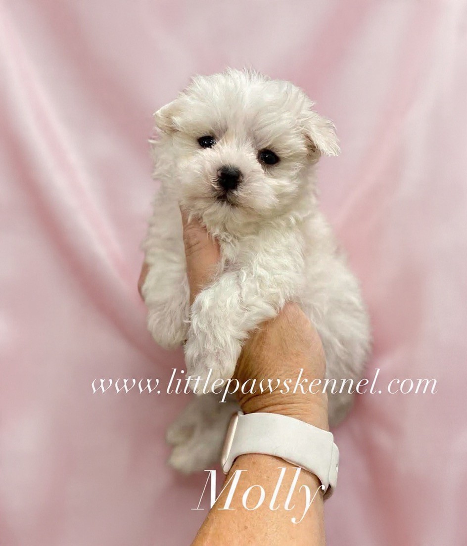 Molly, an available Maltese