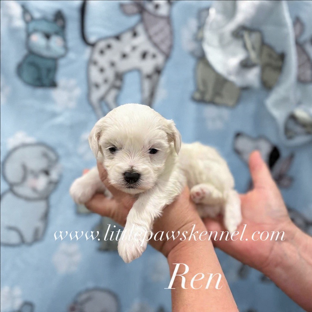 Ren, an adopted Maltipoo