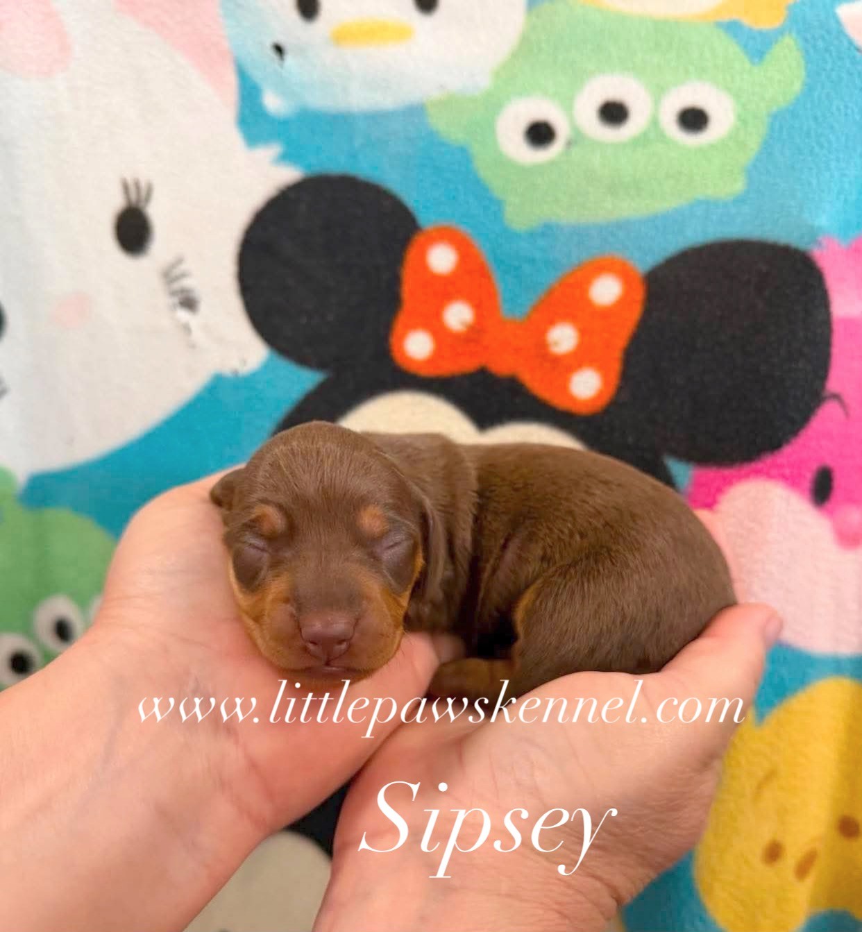 Sipsey, an adopted Mini Dachshund