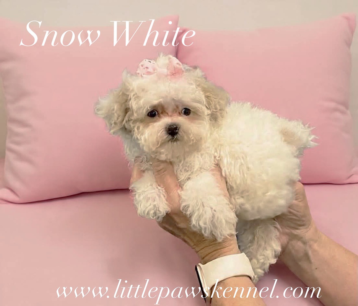 Snow, an available Toy Poodle