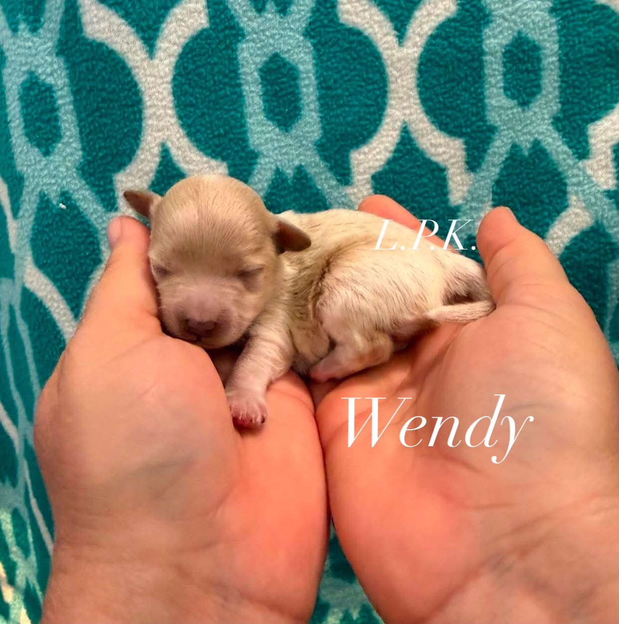 Wendy, an adopted Maltipoo